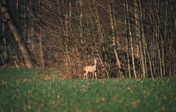 Cerfs marchant dans l'herbe verte — Photo