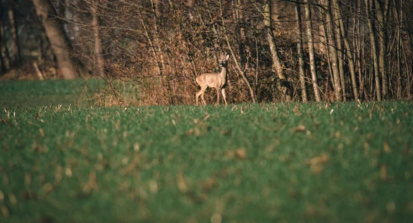 緑の草に歩いて鹿 — ストック写真