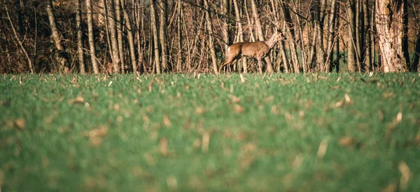 Yeşil çim yürüyüş geyik — Stok fotoğraf