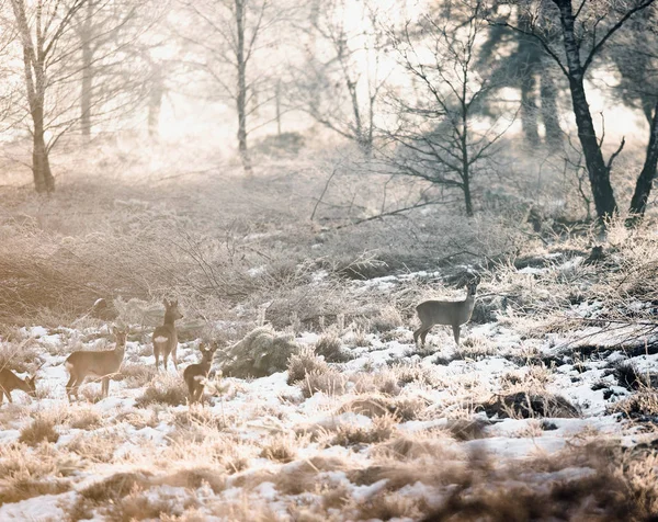 Cervo roe na charneca de inverno — Fotografia de Stock