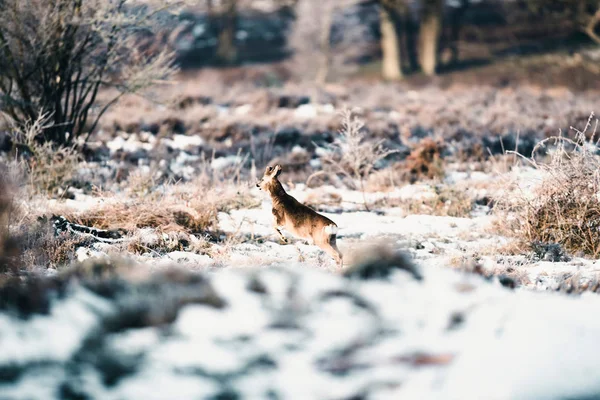 Veados correndo em charneca de inverno . — Fotografia de Stock