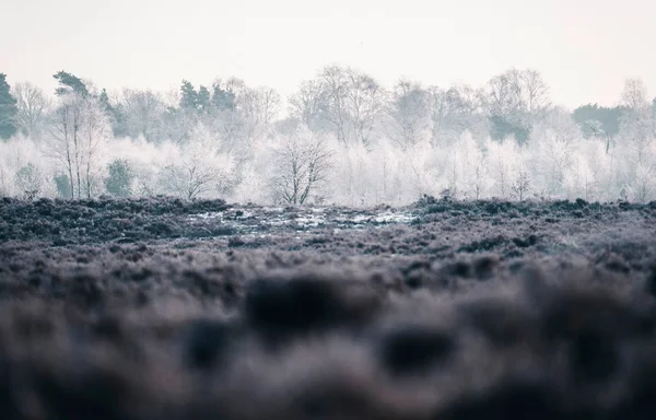 Zmrzlé stromy v zimě rašeliniště — Stock fotografie