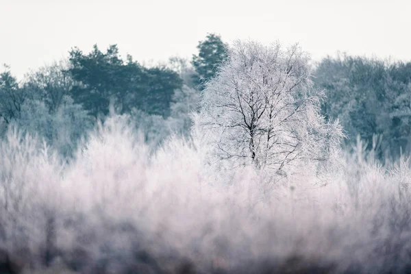 Holý strom s jinovatka — Stock fotografie