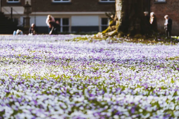 Meadow filled with crocuses. — Stock Photo, Image