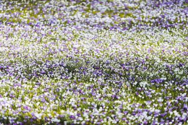 Meadow filled with crocuses. — Stock Photo, Image