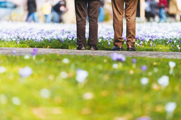 Legs at field of crocuses. — Stock Photo, Image