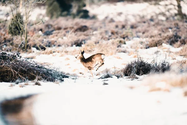 Deer running in winter moorland. — Stock Image Deer running in winter moorland. Stock Image