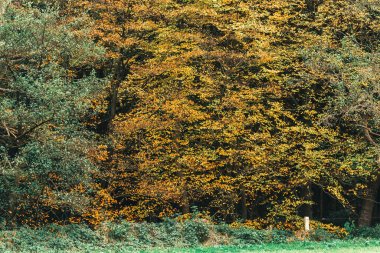 ağaçlar Sarı yaprakları ile