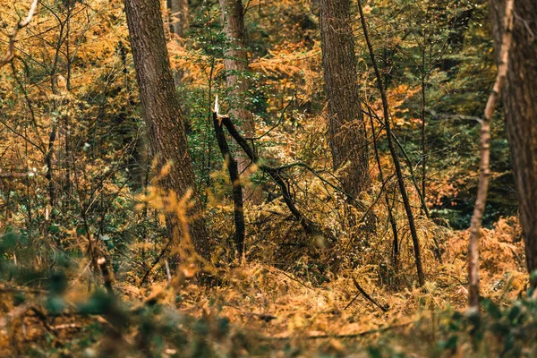 Árvore quebrada na floresta de outono — Fotografia de Stock