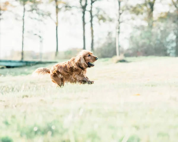 Ginger cocker spaniel corriendo en el campo —  Fotos de Stock