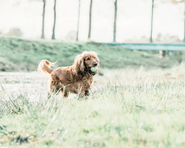 Playful cocker spaniel with tennis-ball — Stock Photo, Image