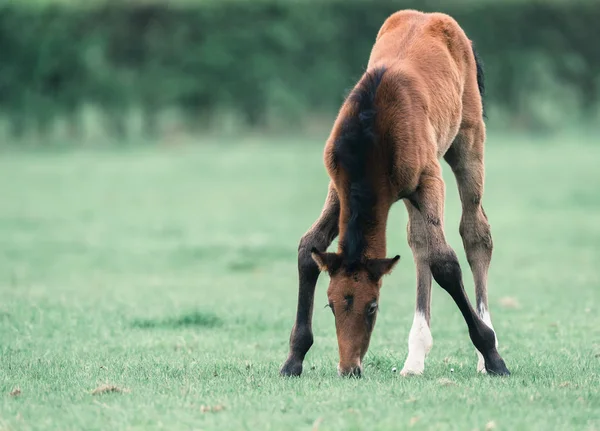 Schattig veulen grazen in de weide. — Stockfoto