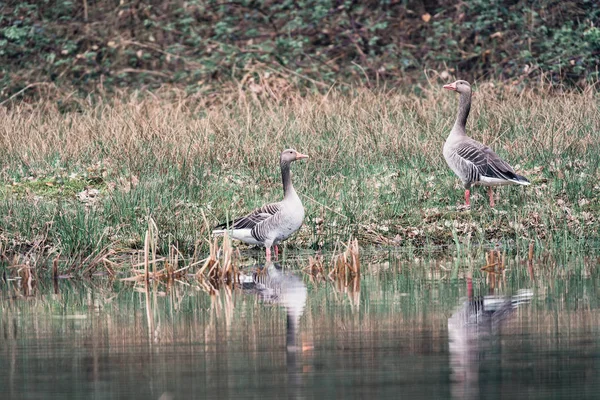 Zwei Graugänse — Stockfoto