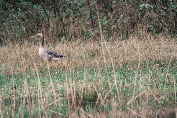 Ganso de Greylag caminando en la hierba — Foto de Stock