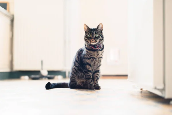 Entzückende gestromte Katze — Stockfoto