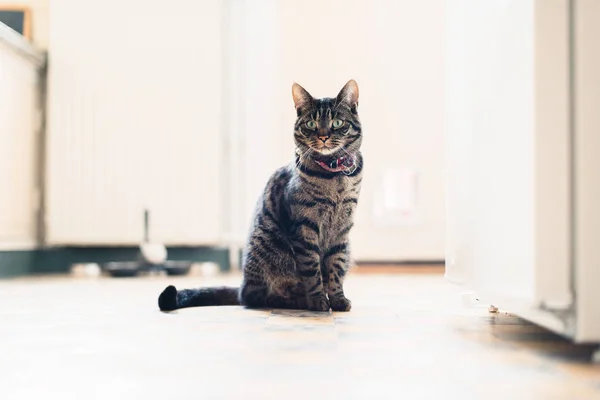 Adorable tabby cat — Stock Photo, Image