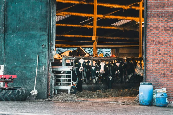 Grupo de vacas de pie en el establo —  Fotos de Stock