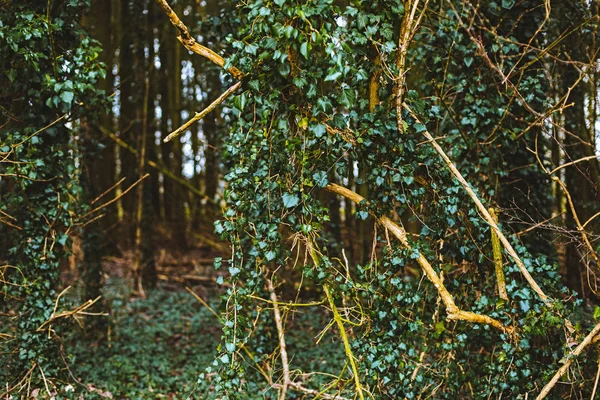 Groene bladeren van klimop op bomen — Stockfoto