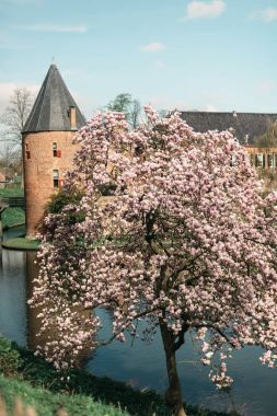 Antik kale ile çiçek açan ağaç