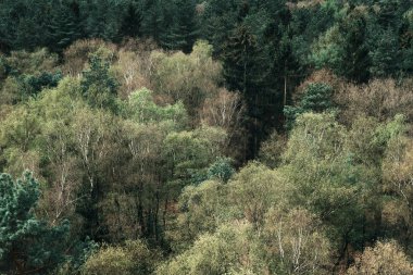 Çam ormanı ile yaprak döken karışık  