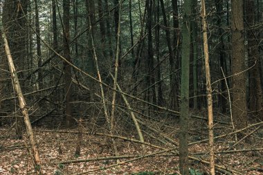 düşmüş ağaç gövdeleri 