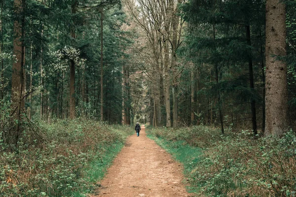 Promenade touristique sur le sentier forestier — Photo