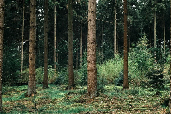 Сосновий ліс з молодими ялинками — стокове фото