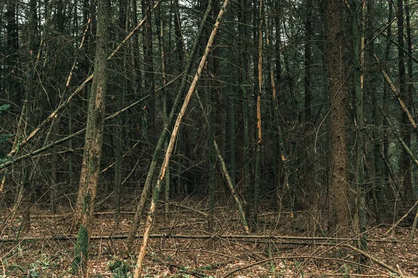 Umgestürzte Baumstämme — Stockfoto