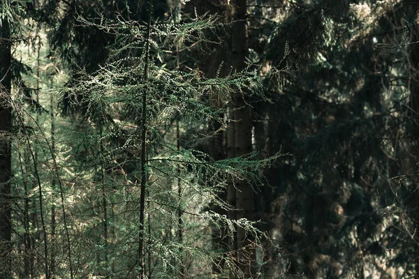 Floresta de pinheiros, durante a primavera — Fotografia de Stock