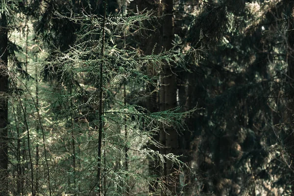 Dennenbos tijdens lente — Stockfoto