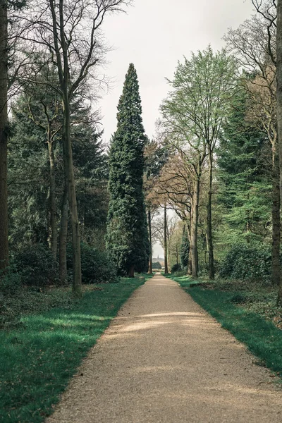 Camino entre árboles altos — Foto de Stock