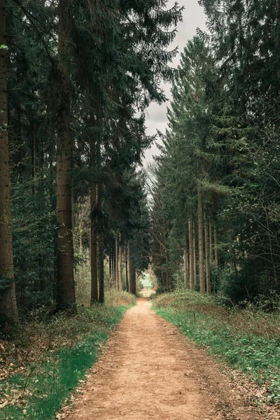 Footpath in spring forest — Stock Photo, Image