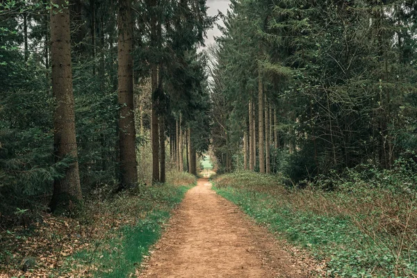 Trilha na floresta de primavera — Fotografia de Stock