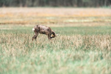 alan üzerinde OE geyik doe duran 
