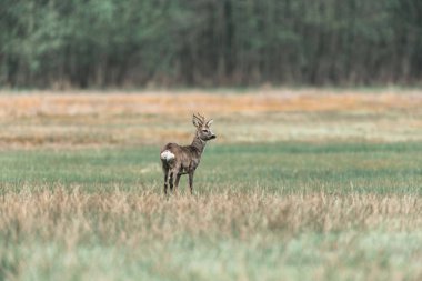 Karaca ayakta çayır üzerinde buck. 