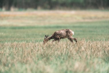 Karaca doe deri sırasında  