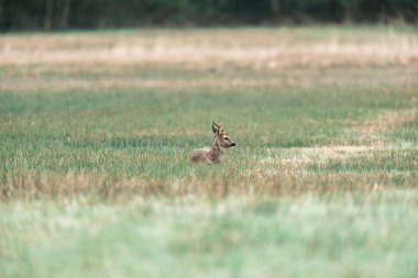 Ruminating roebuck çayır üzerinde yalan