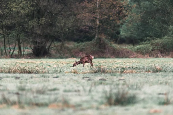 Biche chevreuil brouteuse — Photo