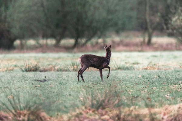 Roebuck de pie en el prado verde — Foto de Stock