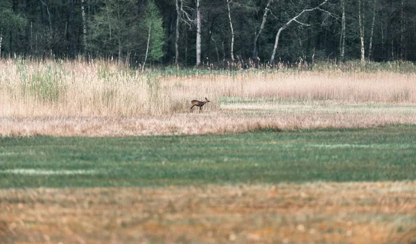 Reeën op drassige weide grazen — Stockfoto