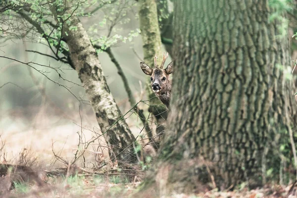 Rehbock lugt hinter Baum — Stockfoto