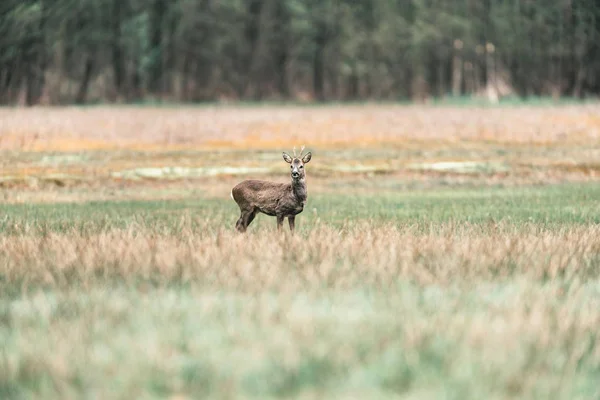 Alarmierter Rehbock auf Feld — Stockfoto