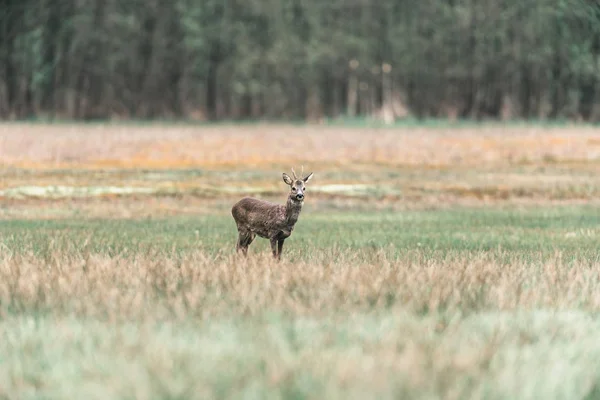 Roe deer buck no campo. — Fotografia de Stock