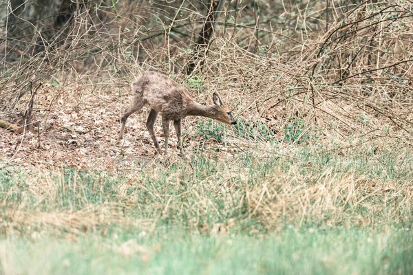 Yiyecek aramaya Karaca doe — Stok fotoğraf