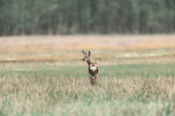 Роу олень лань стоит на поле — стоковое фото