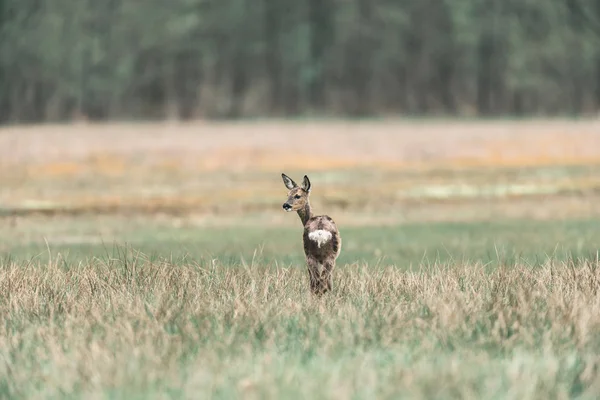 Chevreuil biche debout sur le terrain — Photo