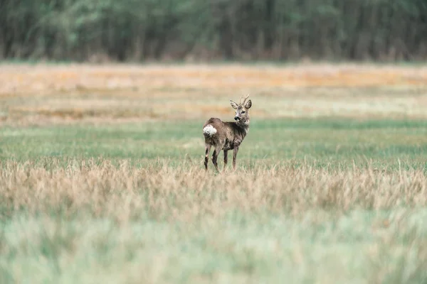 Chevreuil bouc debout sur la prairie — Photo