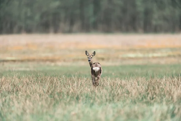 フィールドに警告ノロジカ doe — ストック写真