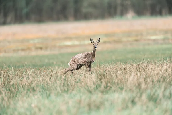 Reeën doe staande op gazon — Stockfoto