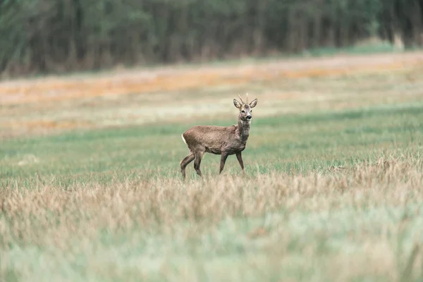 Roebuck περπάτημα στο Λιβάδι — Φωτογραφία Αρχείου